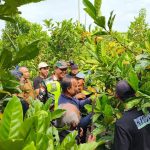 Babinsa Sekuduk Dampingi Petani Laksanakan Pelatihan Budidaya Kopi Liberika