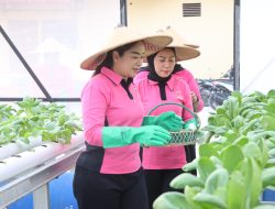 Bhayangkari Cabang Sintang Sukses Panen Tanaman Pak Coy dari Program Pekarangan Pangan Lestari