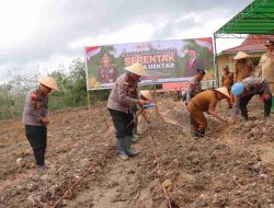 Dukung Ketahanan Pangan, Polres Sintang Laksanakan Program Tanam Jagung Sejuta Hektar