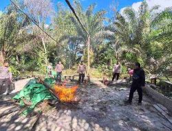 Polsek Sepauk Bongkar Arena Sabung Ayam di dusun Lepung Beruang Desa Sekubang KM 38 Kayu Lapis